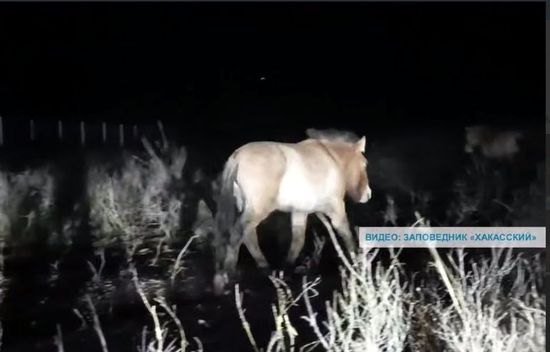 Скриншот кадра видео заповедника "Хакасский"